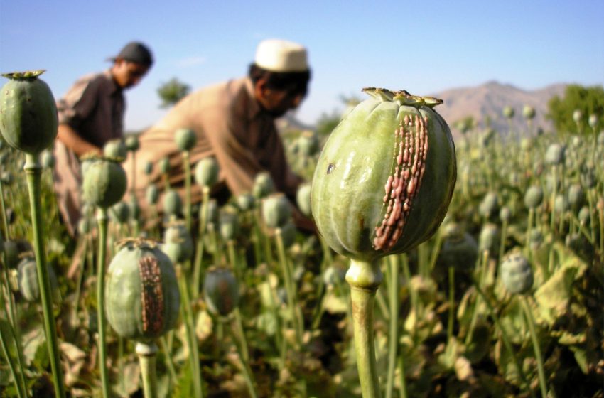  UN: As Opium Cultivation in Afghanistan Falls, Synthetic Drug Trade Surge