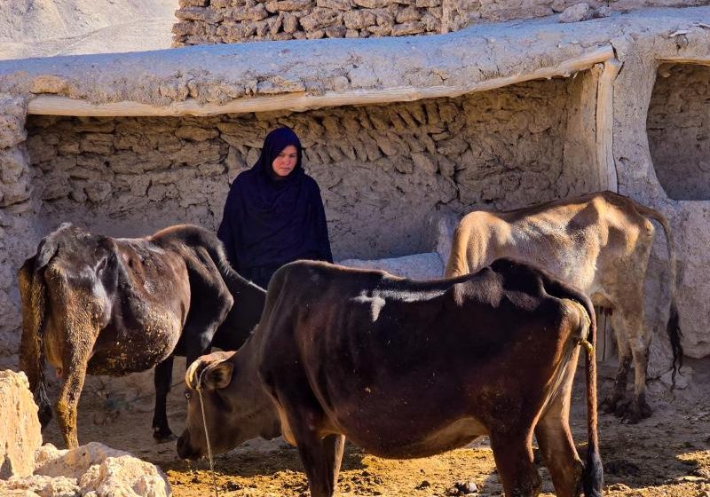  Women in Nawur Triple Family Incomes Through Dairy Farming